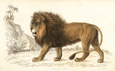 African Lion, Panthera leo. Vulnerable (engraving)