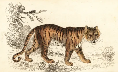 Bengal tiger, Panthera tigris tigris (engraving)