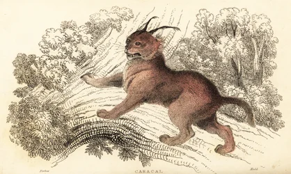 Caracal, Caracal Caracal, 1834 (engraving)