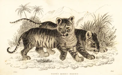 Hybrid lion and tiger cubs, 1834 (engraving)