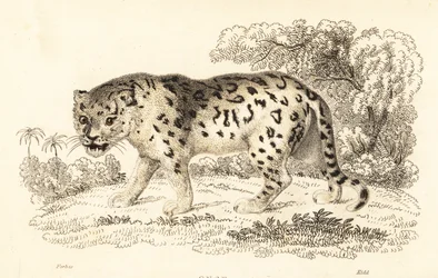 Jaguar, Panthera onca (engraving)