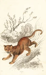 Jaguarundi, Puma yagouaroundi, 1834 (engraving)