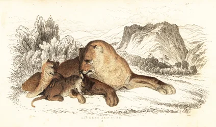 Lioness and cubs, Panthera leo, 1834 (engraving)