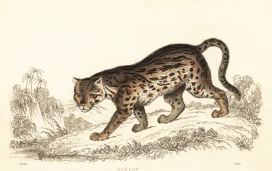 Ocelot, Leopardus pardalis (engraving)