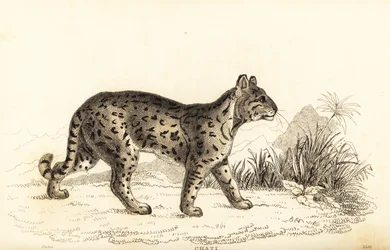 Ocelot, Leopardus pardalis mitis, 1834 (engraving)