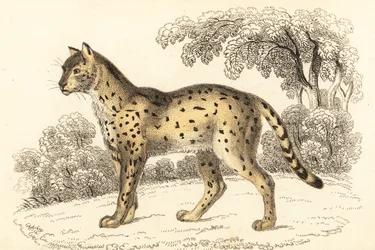 Serval, Leptailurus serval, 1834 (engraving)