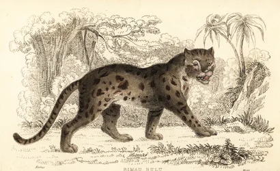 Sunda Leopard Cat, Prionailurus bengalensis subsp. sumatranus