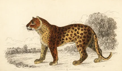 The Panther of Antiquity, 1834 (engraving)