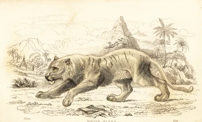 White tiger, Panthera tigris tigris, endangered, 1834 (engraving)