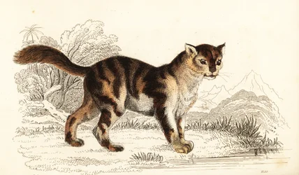 Wild tortoiseshell cat from South America, Felis catus, 1834 (engraving)