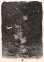 Night Moths