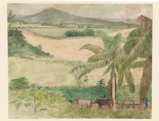 Sugar estate - slave cutting cane