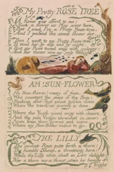 Songs of Innocence and of Experience, Plate 47, "My Pretty Rose Tree" (Bentley 43)