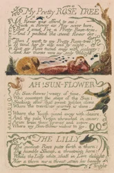 Songs of Innocence and of Experience, Plate 47, My Pretty Rose Tree (Bentley 43)