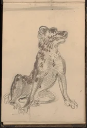 Portrait of a Dog