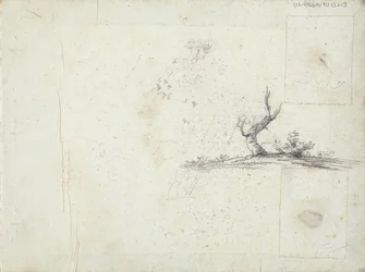 Sketch of a Tree (inverted)