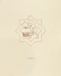Smelt