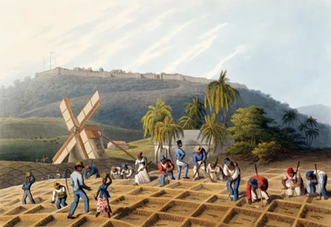 Slaves Planting Cane Cuttings, from 