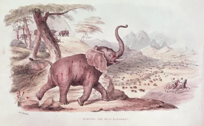Hunting the Wild Elephant, Illustration from 