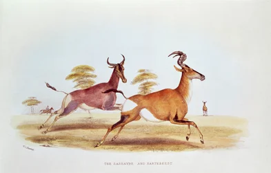 The Sassaybe and the Hartebeest, illustration from 
