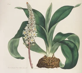 Botanical Magazine