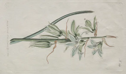 The Botanical Magazine or Flower Garden Displayed: Star of Bethlehem