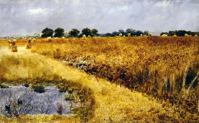 A Field of Corn