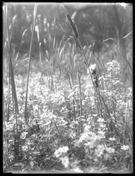 Close Shot of Cattails in the Reliance Woods