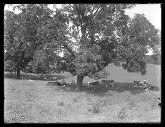 Cows resting under a tree, probably the McCready Farm, Crawford County, Pennsylvania, c.1913