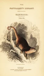 Sulawesi Bear Cuscus, Ailurops Ursinus