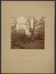 Forest of Fontainebleau