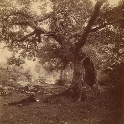Forest of Fontainebleau