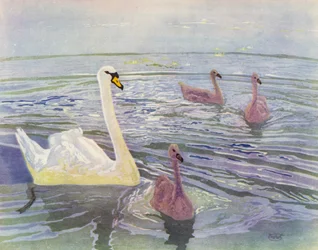 Swan and Cygnets