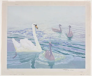 Swans and Cygnets