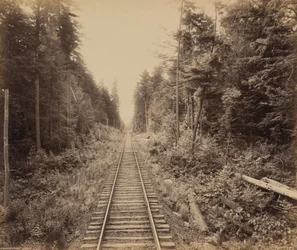 Hemlock Forest