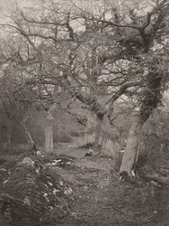 Forest of Fontainebleau, 1870s