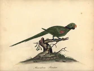 Alexandrine parakeet, Psittacula eupatria (Psittacus alexandri)