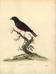 Chestnut-Bellied Seed-Finch, Oryzoborus Angolensis. Handcoloured Copperplate Engraving of an Illustration by William Hayes from Portraits of Rare and Curious Birds from the Menagery of Osterly Park
