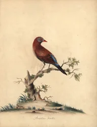 Common Grenadier, Uraeginthus Granatinus, Native to Africa. Handcoloured Copperplate Engraving of an Illustration by William Hayes from Portraits of Rare and Curious Birds from the Menagery of Osterly Park