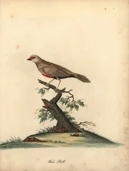 Common Waxbill, Estrilda Astrild. Handcoloured Copperplate Engraving from Portraits of Rare and Curious Birds from the Menagery of Osterly Park
