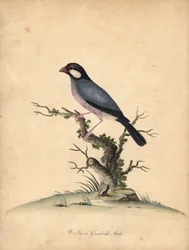 Java Sparrow, Lonchura Oryzivora. Handcoloured Copperplate Engraving from Portraits of Rare and Curious Birds from the Menagery of Osterly Park