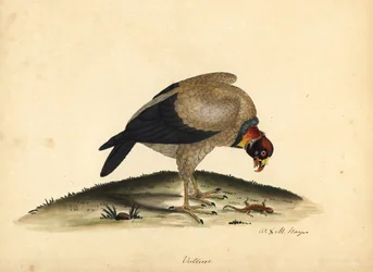 King Vulture, Sarcoramphus papa. Handcoloured Copperplate Engraving of an Illustration by William Hayes and His Daughter M from Portraits of Rare and Curious Birds from the Menagery of Osterly Park