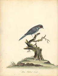 Red-cheeked Cordonbleu, Uraeginthus Bengalus. Handcoloured Copperplate Engraving from Portraits of Rare and Curious Birds from the Menagery of Osterly Park