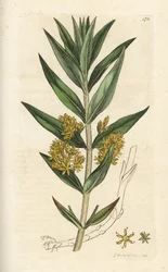 Tufted Loosestrife, Lysimachia Thyrsiflora