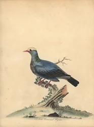White-Crowned Pigeon, Patagioenas Leucocephala. Handcoloured Copperplate Engraving of an Illustration by William Hayes from Portraits of Rare and Curious Birds from the Menagery of Osterly Park