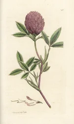 Zigzag Clover or Trefoil, Trifolium Medium. Handcoloured Copperplate Engraving by James Sowerby from James Smith