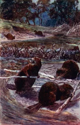 They Build a Dam Across the Stream