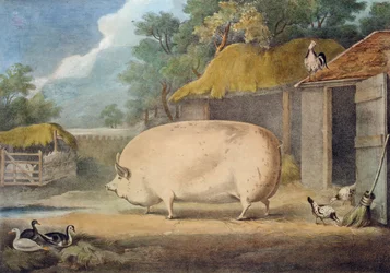 A Leicester Sow, 2 years old, the property of Samuel Wiley