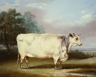 A Prize Cow, 1838