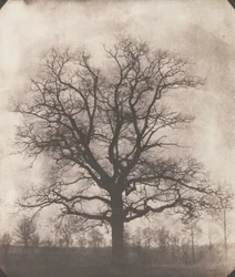 An oak tree in winter, c.1892-93